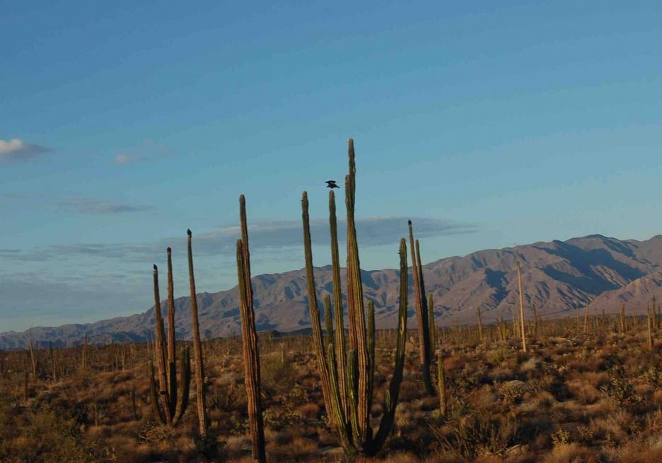 TOUR-BAJA18.jpg